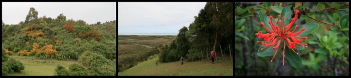 Chili Chiloe Ekla